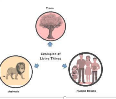 living organisms