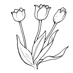 A drawing of Tulip flower