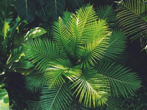 Vibrant green ferns captured in a lush Berlin garden setting, showcasing nature's beauty