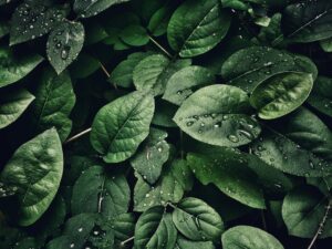 Close-up of lush green leaves with dewdrops, capturing a refreshing and natural texture.