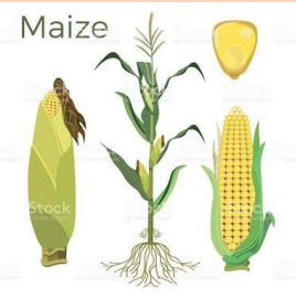 maize