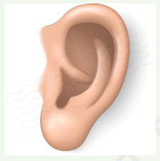 ear ear
