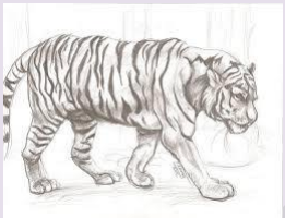 tiger nature drawing