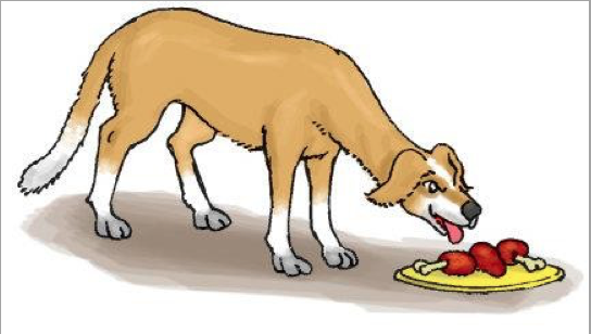 food food