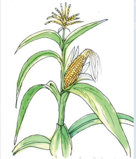 corn planting corn planting
