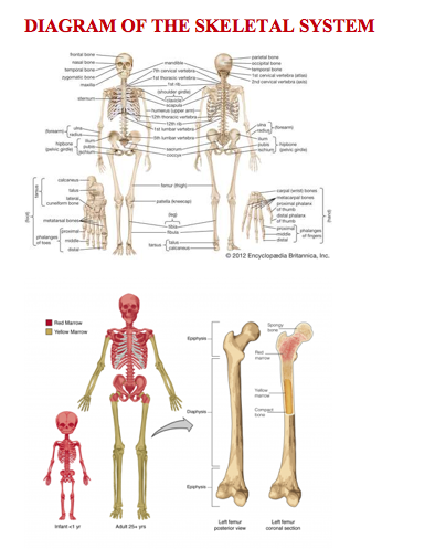SKELETAL SYSTEM SKELETAL SYSTEM