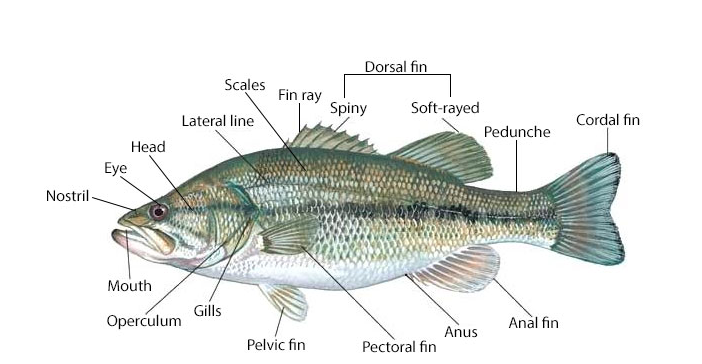 parts of a fish parts of a fish