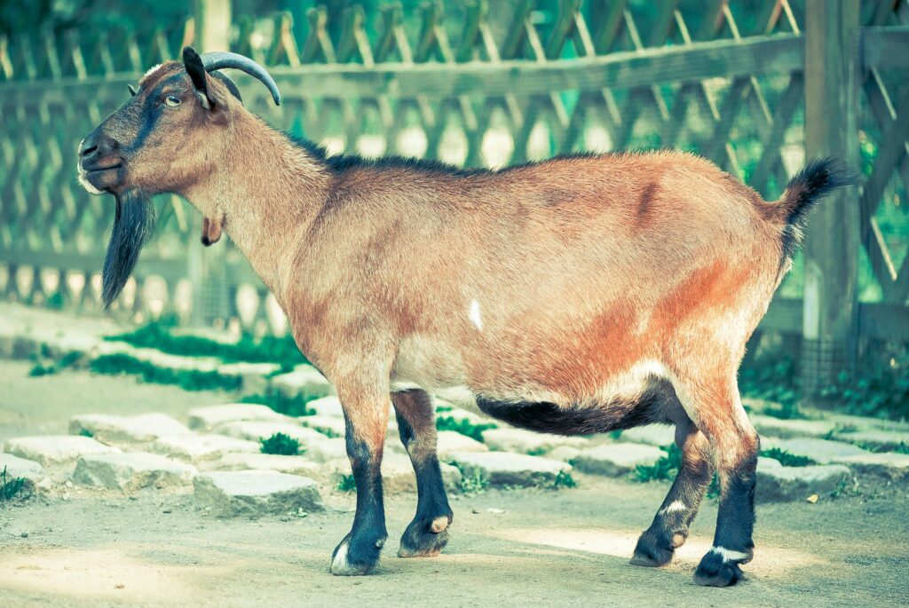 billy-goat-goat-goatee-animal-37910-37910 Side view of a brown goat standing in a fenced outdoor area on a sunny day.