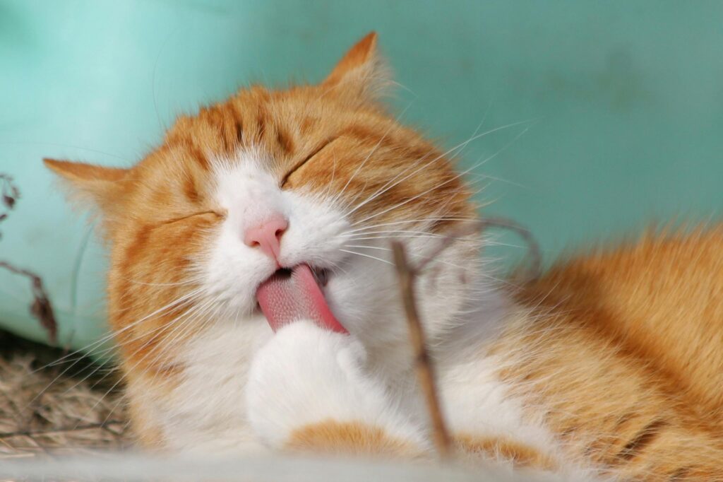 cat-sweet-kitty-animals-57416-57416 Close-up of a ginger tabby cat grooming itself outdoors in soft sunlight.