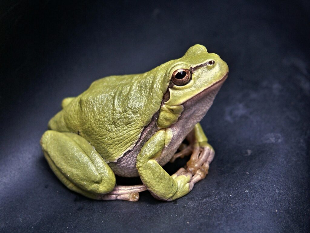frog-macro-amphibian-green-70083-70083 Vibrant green tree frog captured in detail against a dark background.
