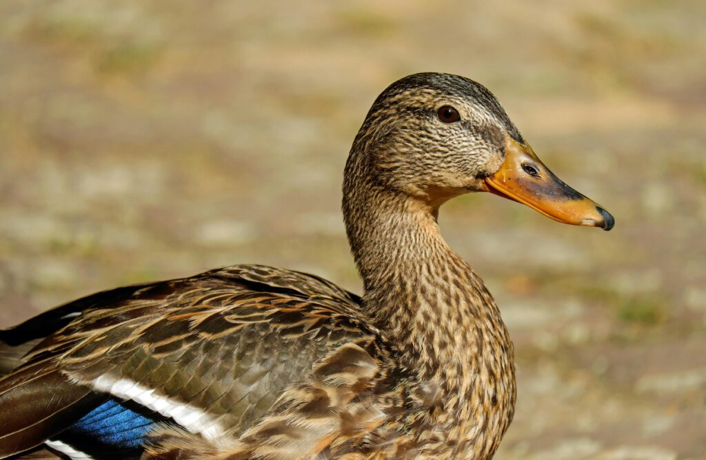 pexels-photo-209035-209035 A close-up image of a mallard duck highlighting its detailed plumage and natural surroundings.