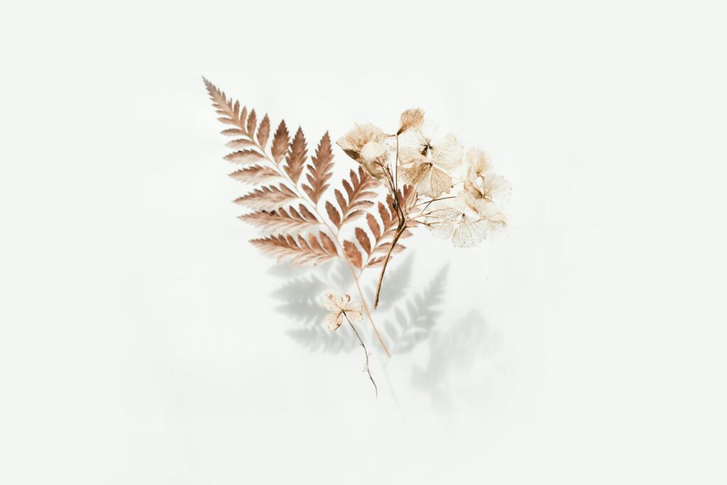 pexels-photo-2512282-2512282 Elegant arrangement of dried fern leaves and flowers with shadows on a light background.