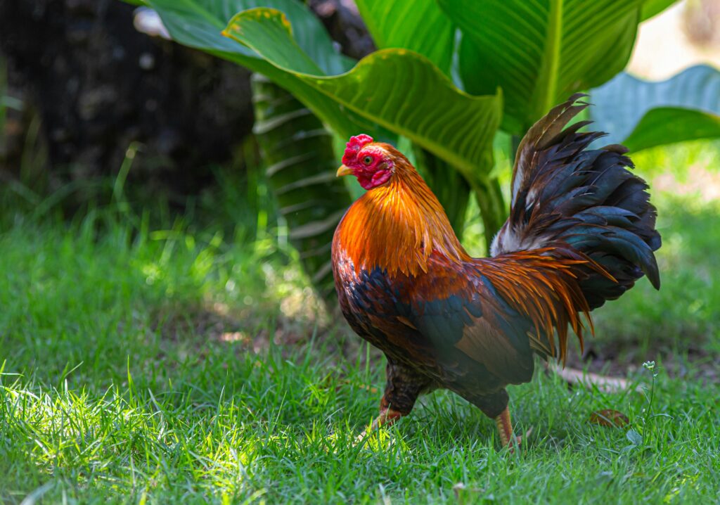 pexels-photo-3820303-3820303 A colorful rooster struts on grass surrounded by lush green leaves outdoors.